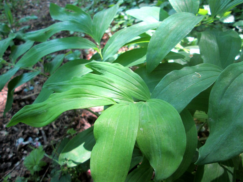 Vielblütige Weißwurz oder Wald-Salomonssiegel (Polygonatum multiflorum) im Landschaftsschutzgebiet „Staatsforst Saarbrücken“ bei Burbach