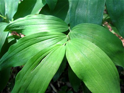 Vielblütige Weißwurz oder Wald-Salomonssiegel (Polygonatum multiflorum) im Landschaftsschutzgebiet „Staatsforst Saarbrücken“ bei Burbach
