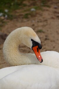 Pen white swan white plumage