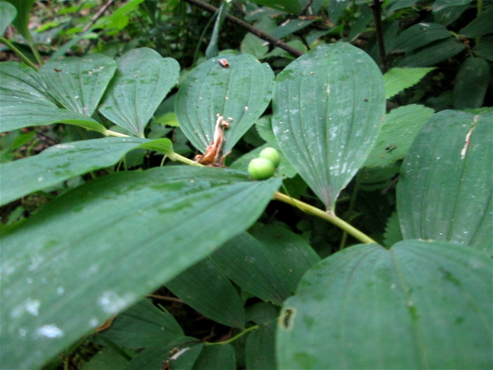 Vielblütige Weißwurz oder Wald-Salomonssiegel (Polygonatum multiflorum) in einem schwer zugänglichen Waldstück im Naturschutzgebiet „Birzberg, Honigsack/Kappelberghang“
