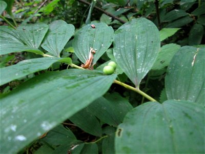 Vielblütige Weißwurz oder Wald-Salomonssiegel (Polygonatum multiflorum) in einem schwer zugänglichen Waldstück im Naturschutzgebiet „Birzberg, Honigsack/Kappelberghang“
