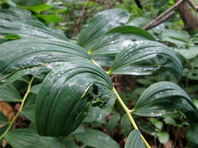 Vielblütige Weißwurz oder Wald-Salomonssiegel (Polygonatum multiflorum) in einem schwer zugänglichen Waldstück im Naturschutzgebiet „Birzberg, Honigsack/Kappelberghang“