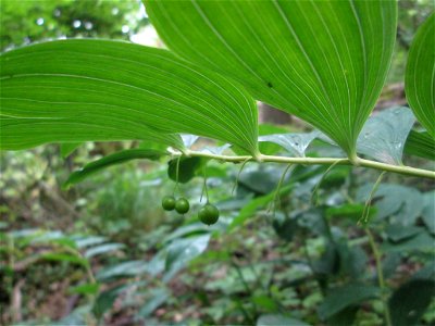 Vielblütige Weißwurz oder Wald-Salomonssiegel (Polygonatum multiflorum) in einem schwer zugänglichen Waldstück im Naturschutzgebiet „Birzberg, Honigsack/Kappelberghang“