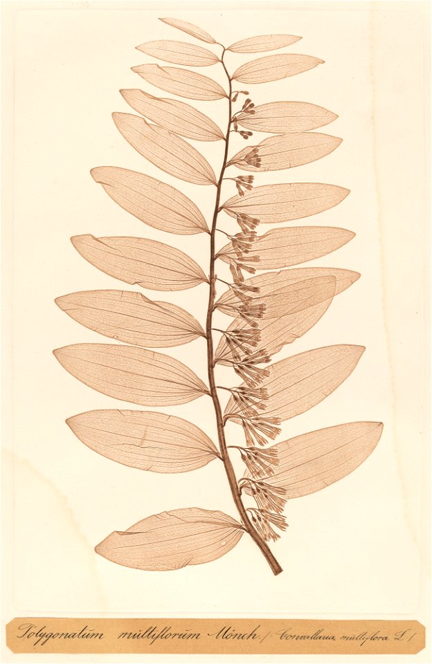 Polygonatum multiflorum Monch