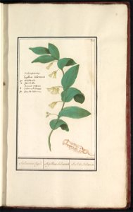 IdentificatieTitel(s): Gewone salomonszegel (Polygonatum multiflorum)Salomons Zegel. / Sigillum Salomonis / Seel de Salomon. (titel op object)Objecttype: tekening Objectnummer: RP-T-BR-2017-1-11-7Omsc