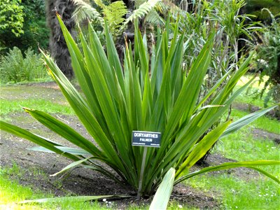 Doryanthes palmeri. Botanical specimen on the grounds of the Villa Taranto (Verbania), Lake Maggiore, Italy. photo