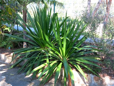 Doryanthes palmeria in parc Gonzalez in Bormes-les-Mimosas (Var, France). Plant identified by its botanic label.