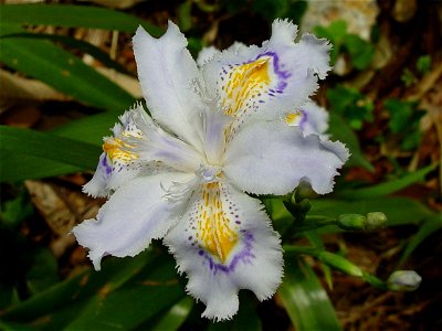 Iris japonica seen in Mount Fujiwara, Suzuka Mountains photo