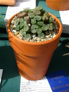 Haworthia maughanii = Haworthia truncata var. maughanii, in the Tower Hill Botanic Garden, Boylston, Massachusetts, USA.