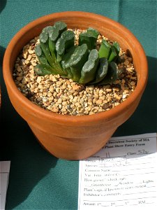 Haworthia truncata, in the Tower Hill Botanic Garden, Boylston, Massachusetts, USA.