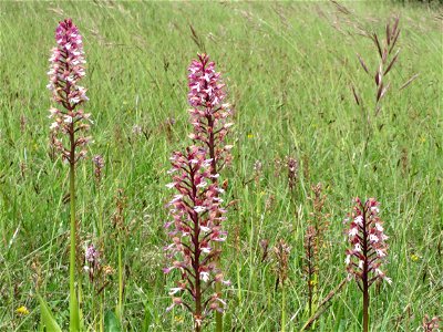 Hybrid-Knabenkraut (Orchis × hybrida) im Naturschutzgebiet Badstube