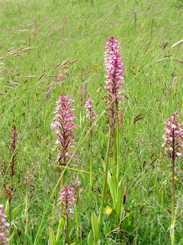 Hybrid-Knabenkraut (Orchis × hybrida) im Naturschutzgebiet Badstube