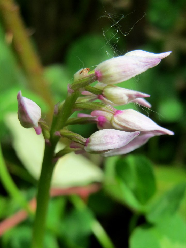 Helm-Knabenkraut (Orchis militaris) im Naturschutzgebiet „St. Arnualer Wiesen“
