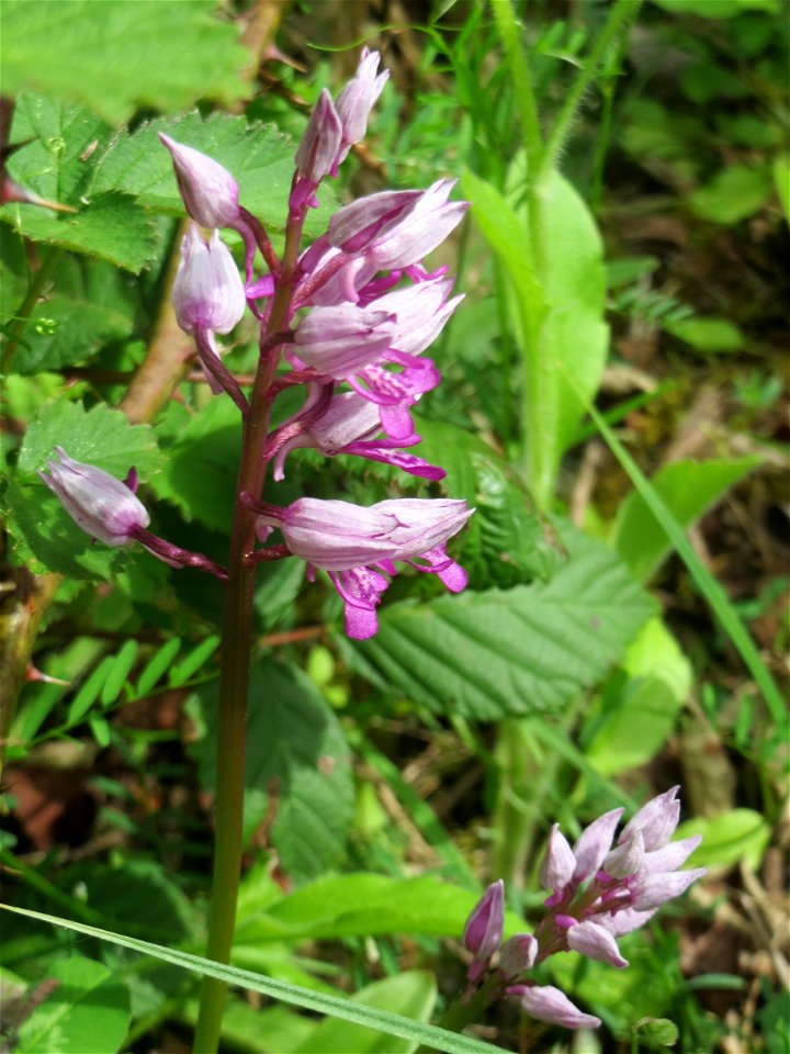Helm-Knabenkraut (Orchis militaris) im Naturschutzgebiet „St. Arnualer Wiesen“