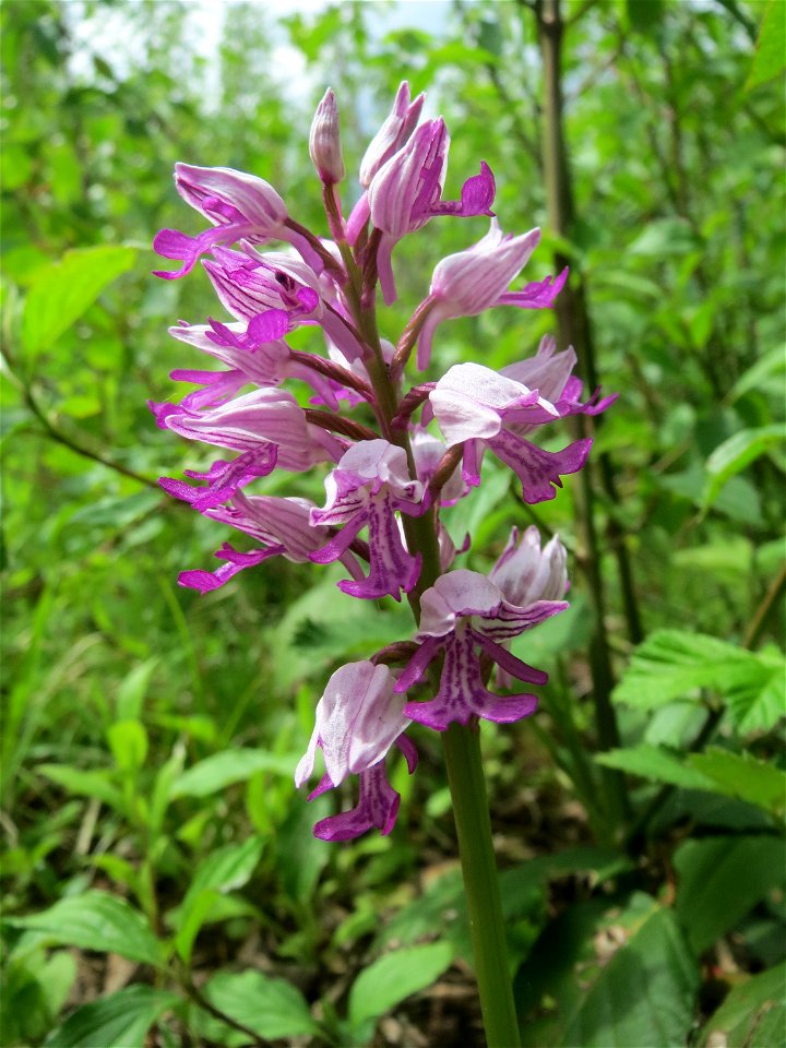 Helm-Knabenkraut (Orchis militaris) im Naturschutzgebiet „St. Arnualer Wiesen“