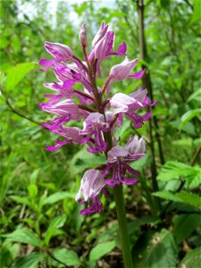 Helm-Knabenkraut (Orchis militaris) im Naturschutzgebiet „St. Arnualer Wiesen“