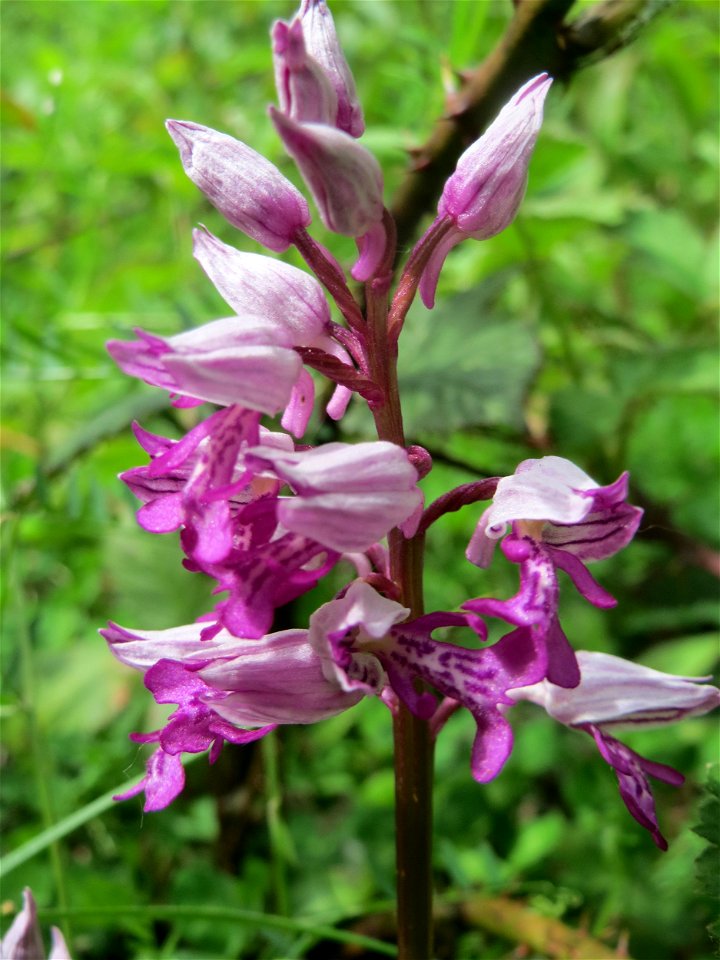 Helm-Knabenkraut (Orchis militaris) im Naturschutzgebiet „St. Arnualer Wiesen“