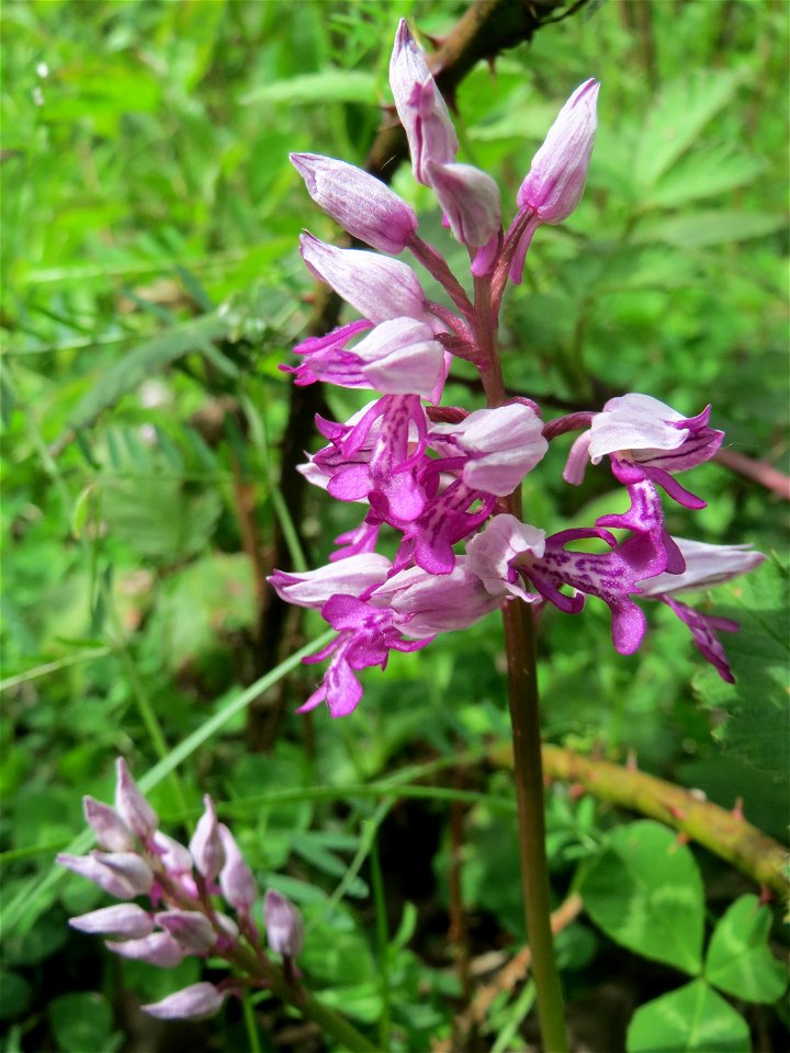 Helm-Knabenkraut (Orchis militaris) im Naturschutzgebiet „St. Arnualer Wiesen“
