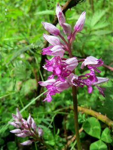 Helm-Knabenkraut (Orchis militaris) im Naturschutzgebiet „St. Arnualer Wiesen“