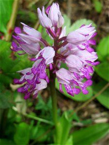 Helm-Knabenkraut (Orchis militaris) im Naturschutzgebiet „St. Arnualer Wiesen“
