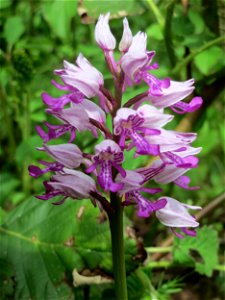 Helm-Knabenkraut (Orchis militaris) im Naturschutzgebiet „St. Arnualer Wiesen“
