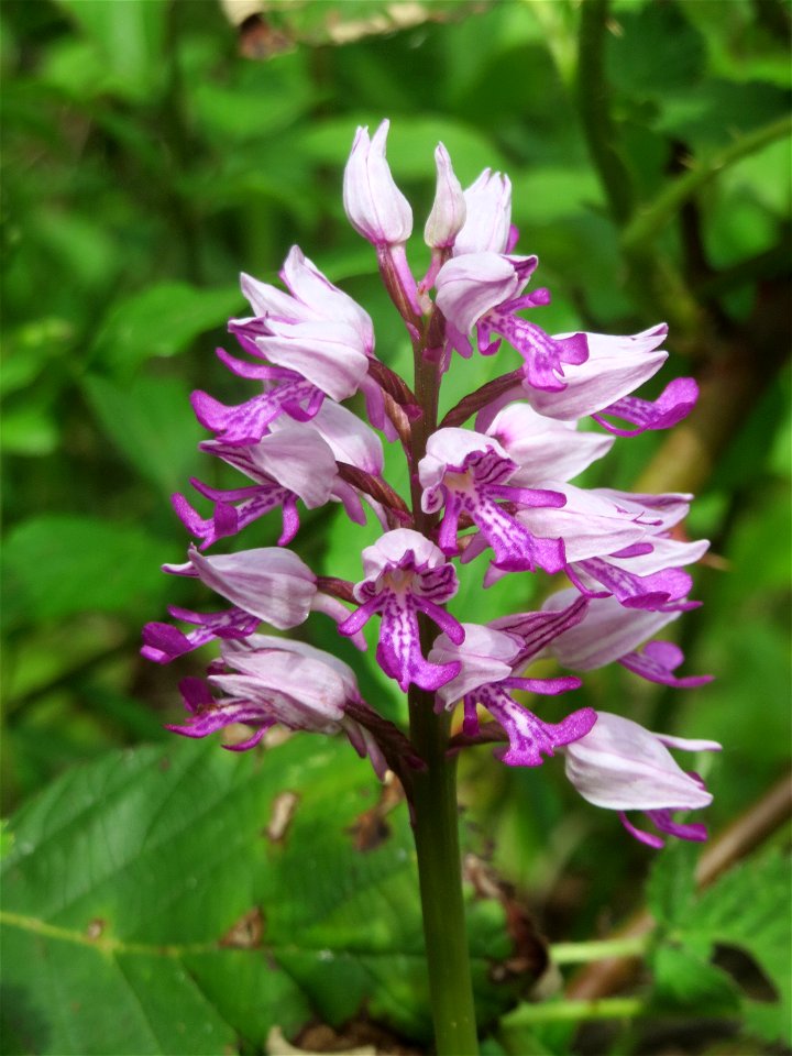Helm-Knabenkraut (Orchis militaris) im Naturschutzgebiet „St. Arnualer Wiesen“