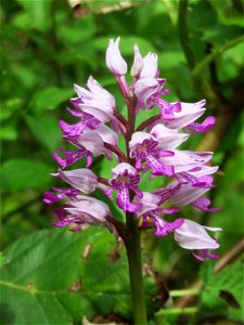 Helm-Knabenkraut (Orchis militaris) im Naturschutzgebiet „St. Arnualer Wiesen“