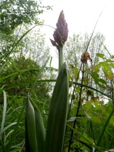 Helm-Knabenkraut (Orchis militaris) im Naturschutzgebiet „St. Arnualer Wiesen“