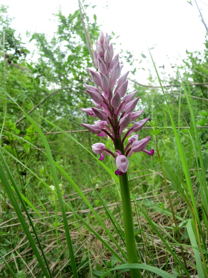 Helm-Knabenkraut (Orchis militaris) im Naturschutzgebiet „St. Arnualer Wiesen“
