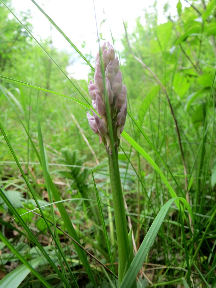 Helm-Knabenkraut (Orchis militaris) im Naturschutzgebiet „St. Arnualer Wiesen“