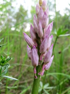 Helm-Knabenkraut (Orchis militaris) im Naturschutzgebiet „St. Arnualer Wiesen“