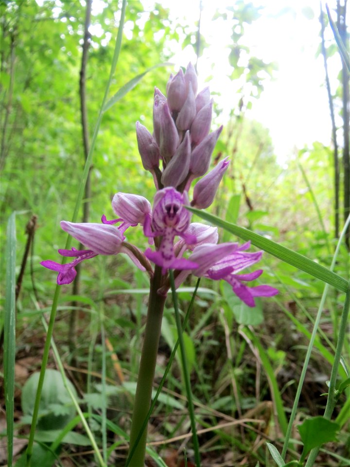 Helm-Knabenkraut (Orchis militaris) im Naturschutzgebiet „St. Arnualer Wiesen“