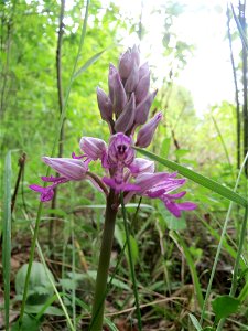 Helm-Knabenkraut (Orchis militaris) im Naturschutzgebiet „St. Arnualer Wiesen“