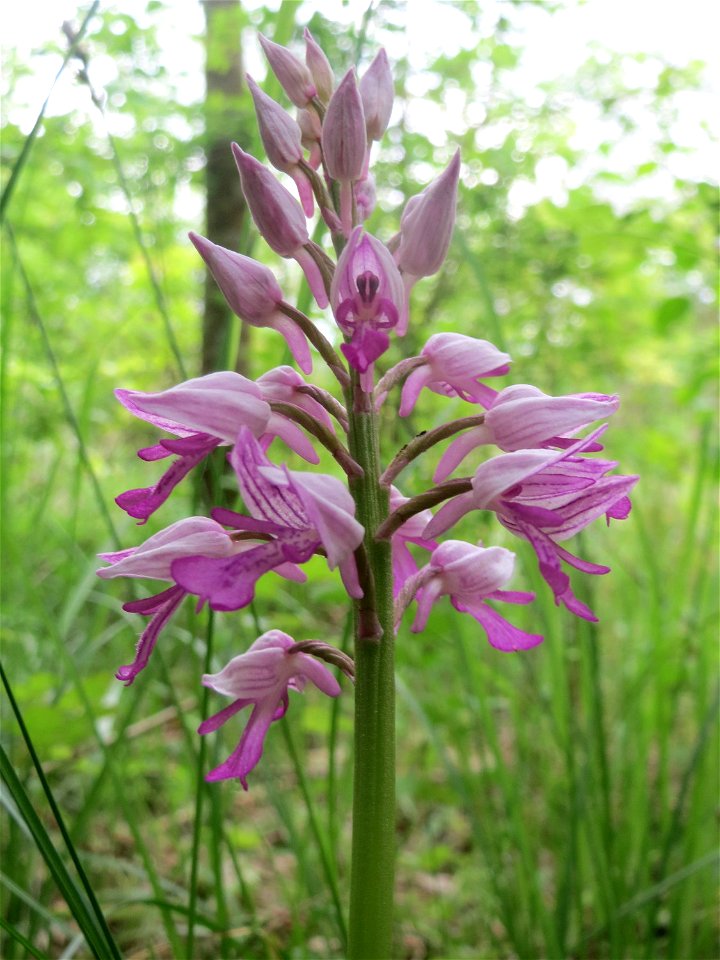 Helm-Knabenkraut (Orchis militaris) im Naturschutzgebiet „St. Arnualer Wiesen“