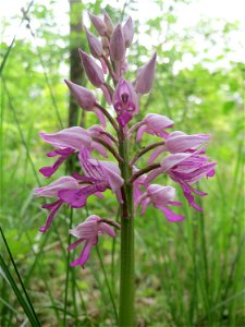 Helm-Knabenkraut (Orchis militaris) im Naturschutzgebiet „St. Arnualer Wiesen“
