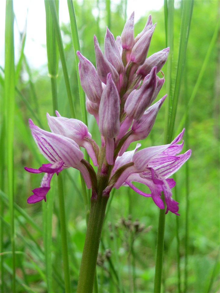 Helm-Knabenkraut (Orchis militaris) im Naturschutzgebiet „St. Arnualer Wiesen“