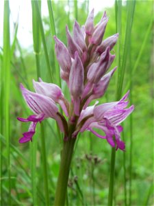 Helm-Knabenkraut (Orchis militaris) im Naturschutzgebiet „St. Arnualer Wiesen“