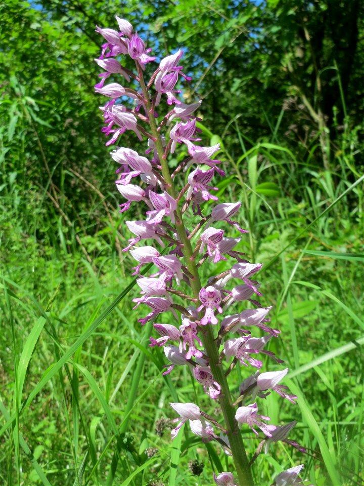 Helm-Knabenkraut (Orchis militaris) im Naturschutzgebiet „St. Arnualer Wiesen“