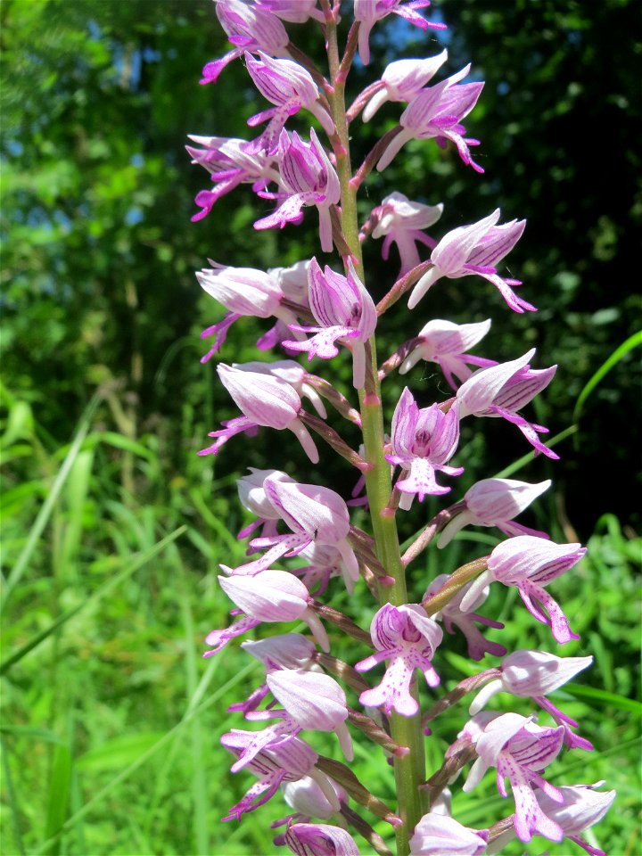 Helm-Knabenkraut (Orchis militaris) im Naturschutzgebiet „St. Arnualer Wiesen“