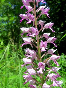 Helm-Knabenkraut (Orchis militaris) im Naturschutzgebiet „St. Arnualer Wiesen“