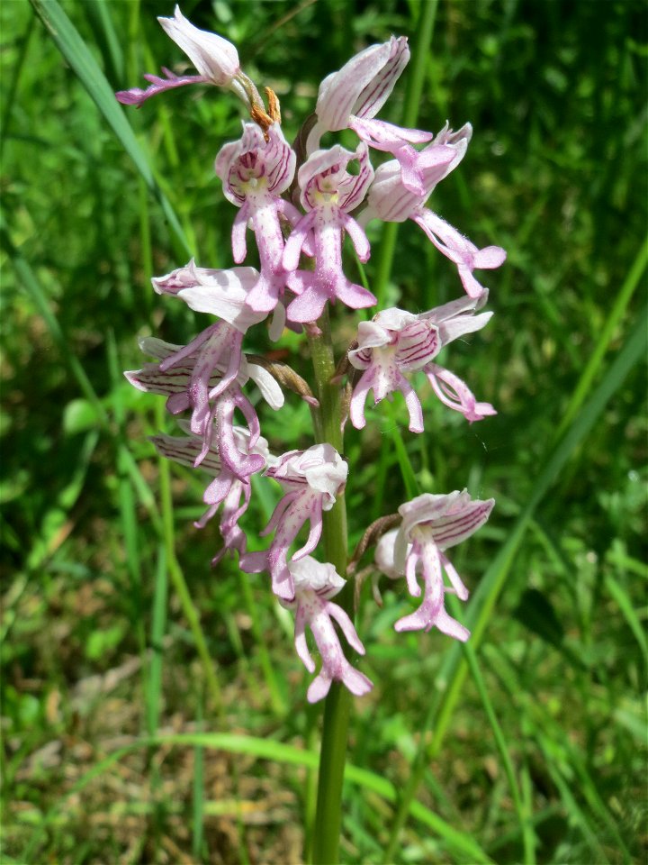 Helm-Knabenkraut (Orchis militaris) im Naturschutzgebiet „St. Arnualer Wiesen“