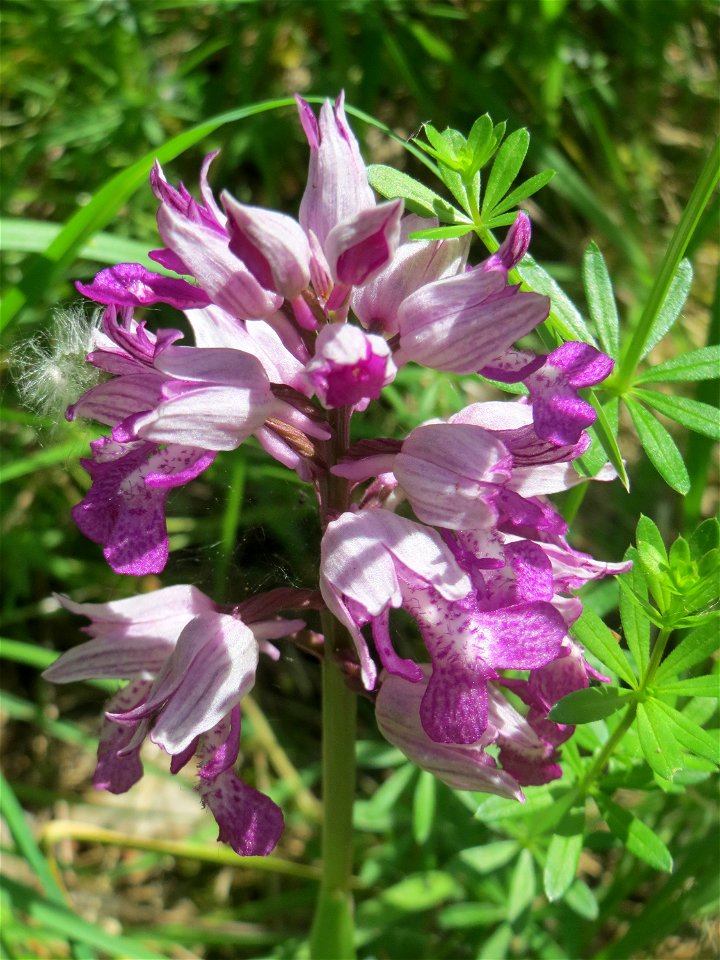 Helm-Knabenkraut (Orchis militaris) im Naturschutzgebiet „St. Arnualer Wiesen“