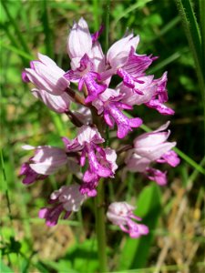 Helm-Knabenkraut (Orchis militaris) im Naturschutzgebiet „St. Arnualer Wiesen“