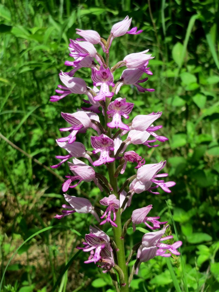 Helm-Knabenkraut (Orchis militaris) im Naturschutzgebiet „St. Arnualer Wiesen“