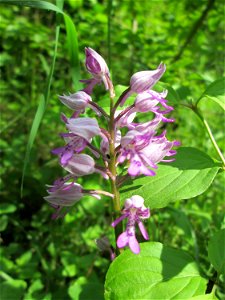 Helm-Knabenkraut (Orchis militaris) im Naturschutzgebiet „St. Arnualer Wiesen“ photo