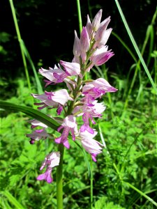 Helm-Knabenkraut (Orchis militaris) im Naturschutzgebiet „St. Arnualer Wiesen“