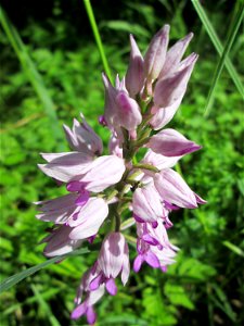Helm-Knabenkraut (Orchis militaris) im Naturschutzgebiet „St. Arnualer Wiesen“
