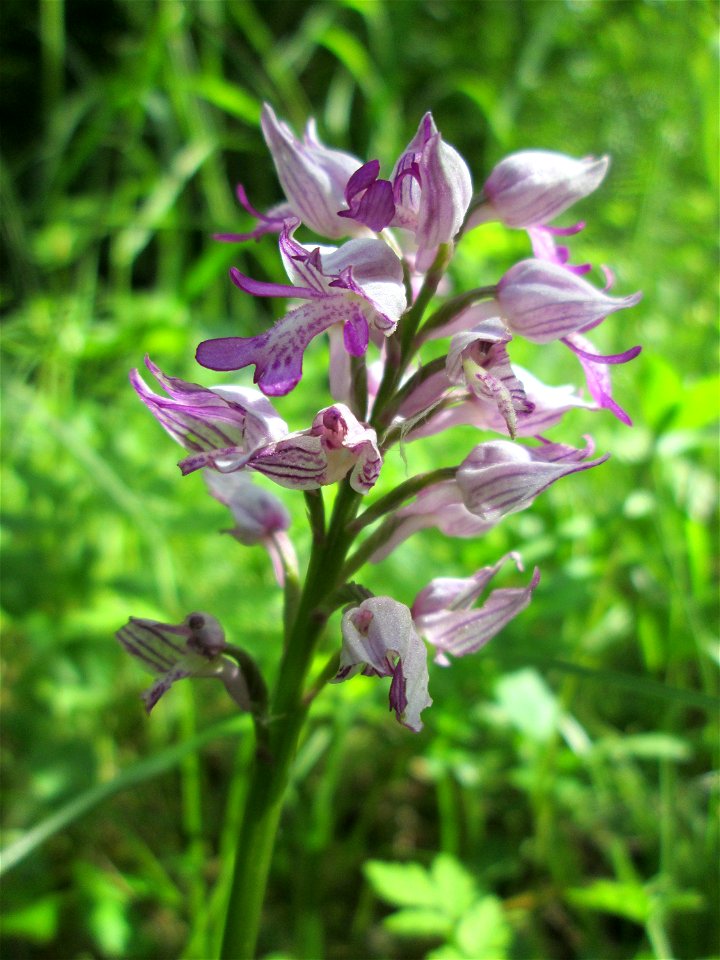 Helm-Knabenkraut (Orchis militaris) im Naturschutzgebiet „St. Arnualer Wiesen“