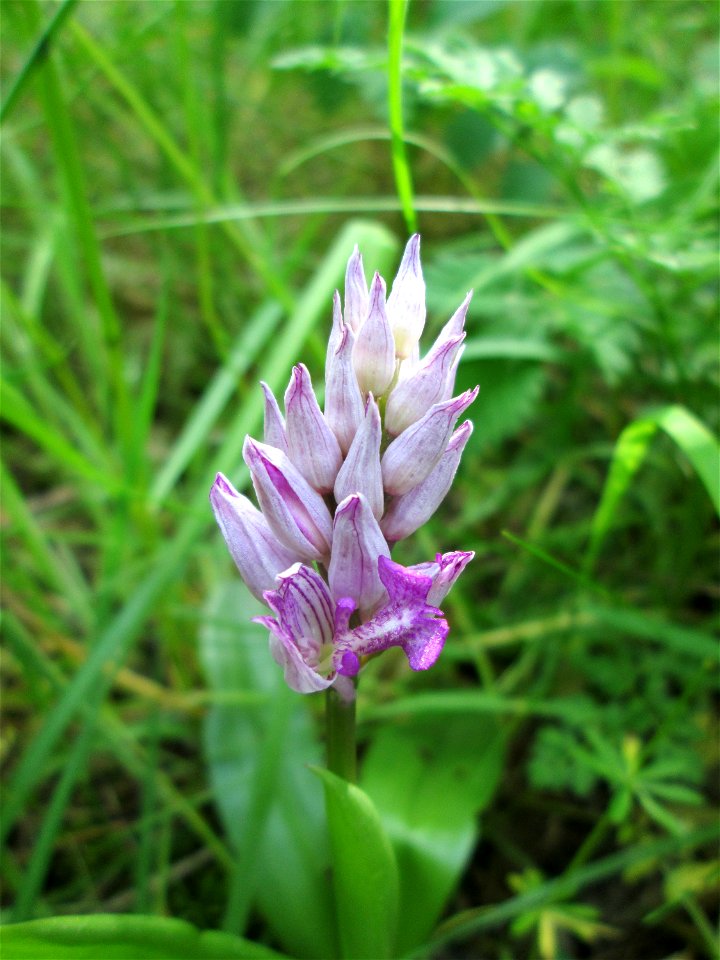 Helm-Knabenkraut (Orchis militaris) im Naturschutzgebiet „St. Arnualer Wiesen“