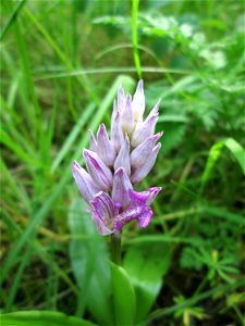 Helm-Knabenkraut (Orchis militaris) im Naturschutzgebiet „St. Arnualer Wiesen“